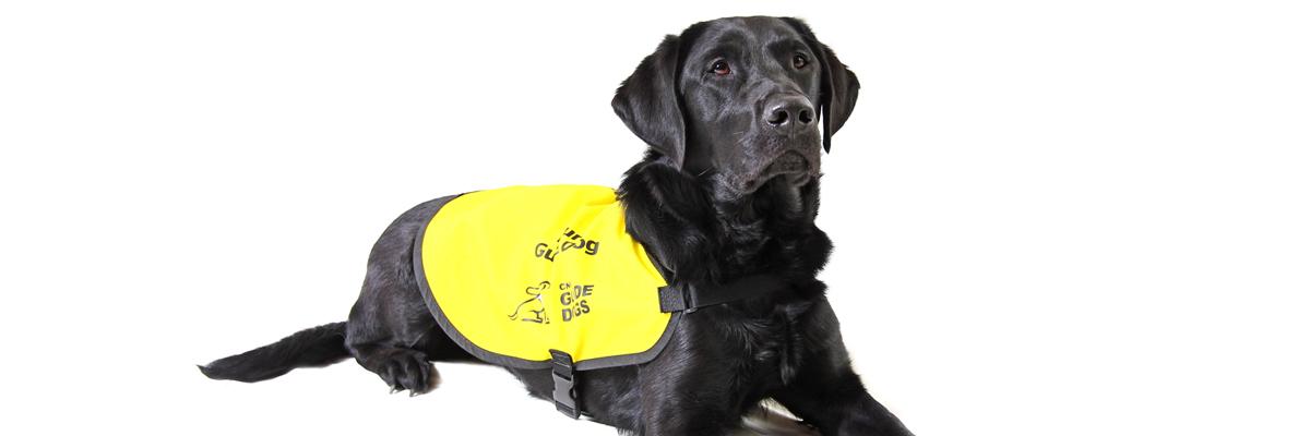 A Black Lab wearing a yellow "Future CNIB Guide Dog" training vest.