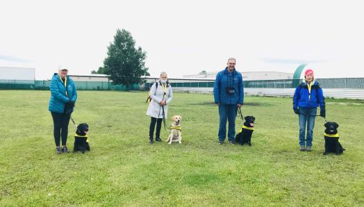 A group of four volunteer puppy raisers standing six feet apart from one another on a fenced-in, grassy field; each of their respective puppies are sitting on their left sides wearing their bright yellow Future Guide Dog vests.