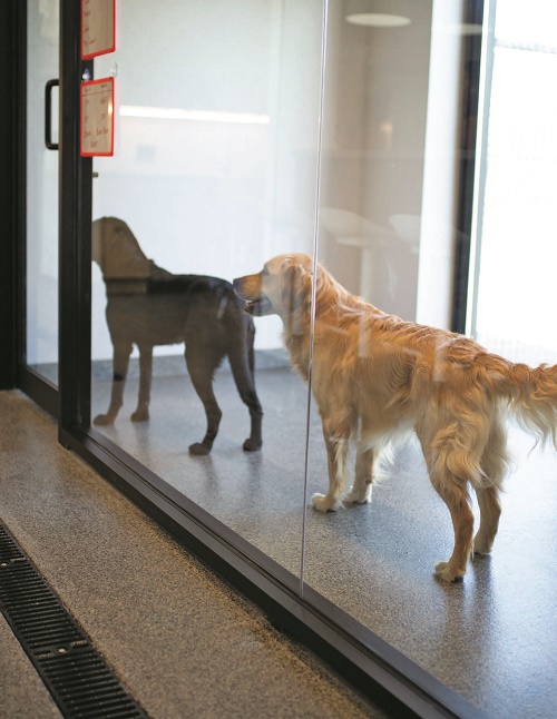 An image of two puppies in training - one yellow lab and one black lab