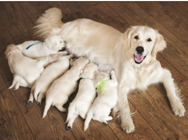 une femelle labrador dorée nourrissant ses chiots