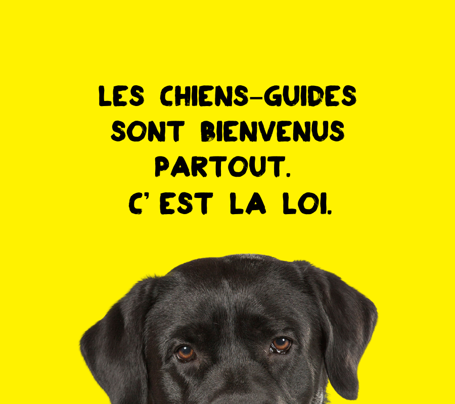 Le haut de la tête d’un chien-guide sur fond jaune. Le chien est un labrador noir et sa tête apparaît au milieu de la page. Le texte « Les chiens-guides sont bienvenus partout. C’est la loi. » apparaît.