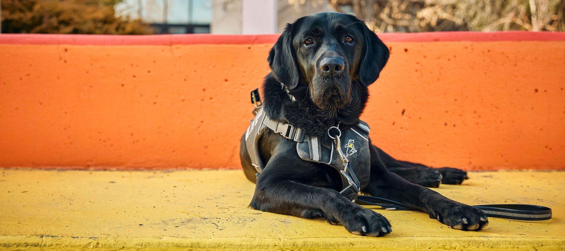 La Course à pattes d'INCA 2026 | INCA