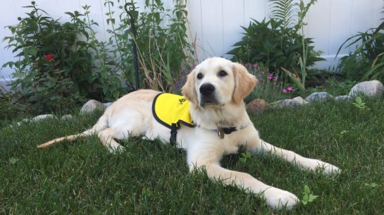 Un chien-guide d’INCA se repose
