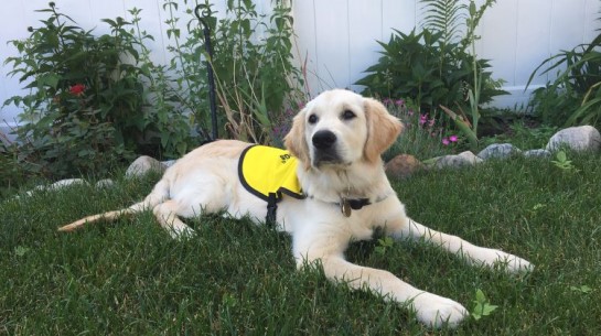 Un chien-guide d’INCA se repose 