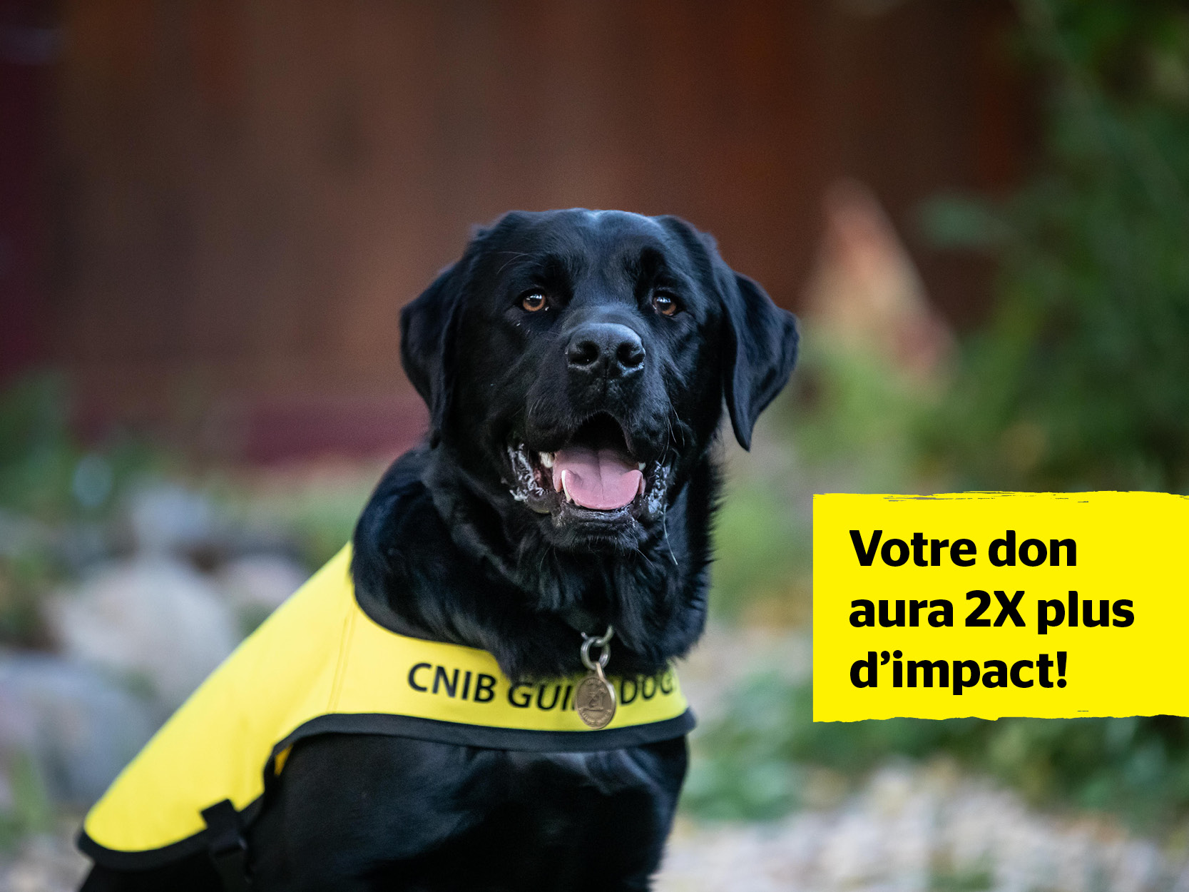 Une image d'Alex, un labrador noir, chien-guide d'INCA. Sur la photo, Alex porte un gilet jaune de chien-guide d'INCA et regarde droit vers l'appareil photo avec un grand sourire. À côté de lui se trouvent les mots « Votre don aura 2X plus d'impact! »