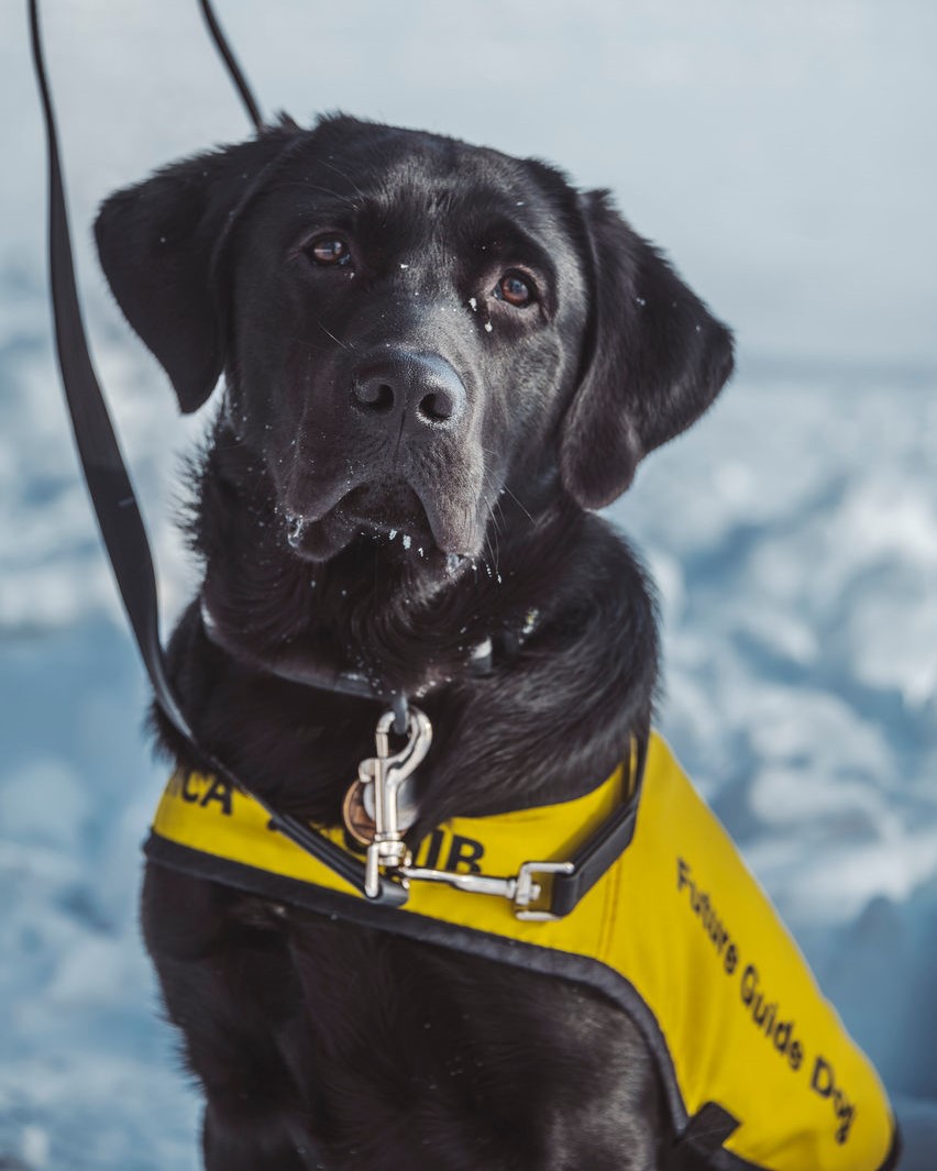 Steve, un croisé Labrador noir golden retriever, est assis dehors sur la neige. Il regarde la caméra avec une expression sérieuse, tout en portant un gilet noir et jaune "Futur chien-guide".