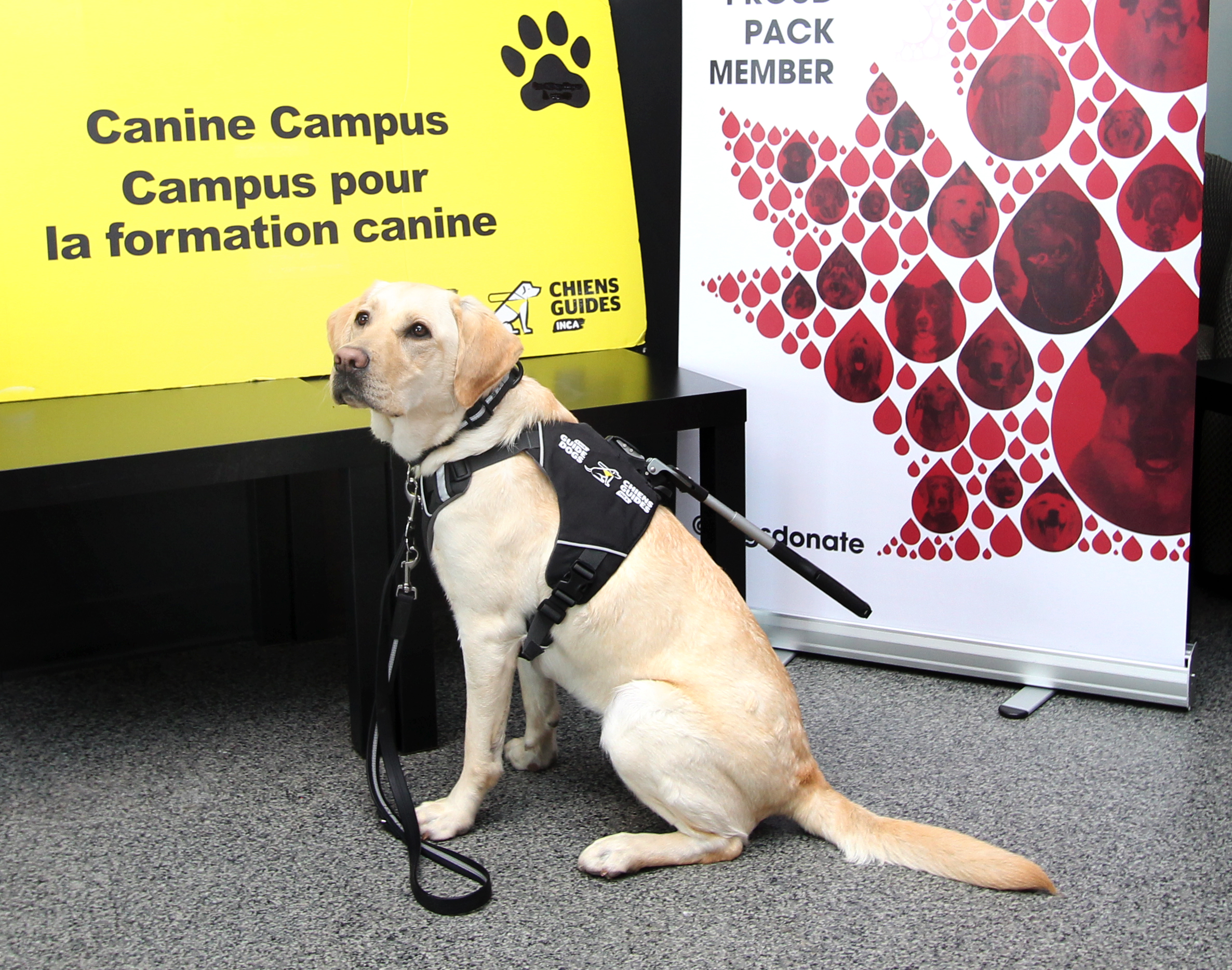 Un labrador blond portant un harnais de guidage et une laisse, assis sur le sol devant deux panneaux sur lesquels on peut lire « Campus pour la formation canine » et  « Canadian Animal Blood Bank Proud Pack Member »