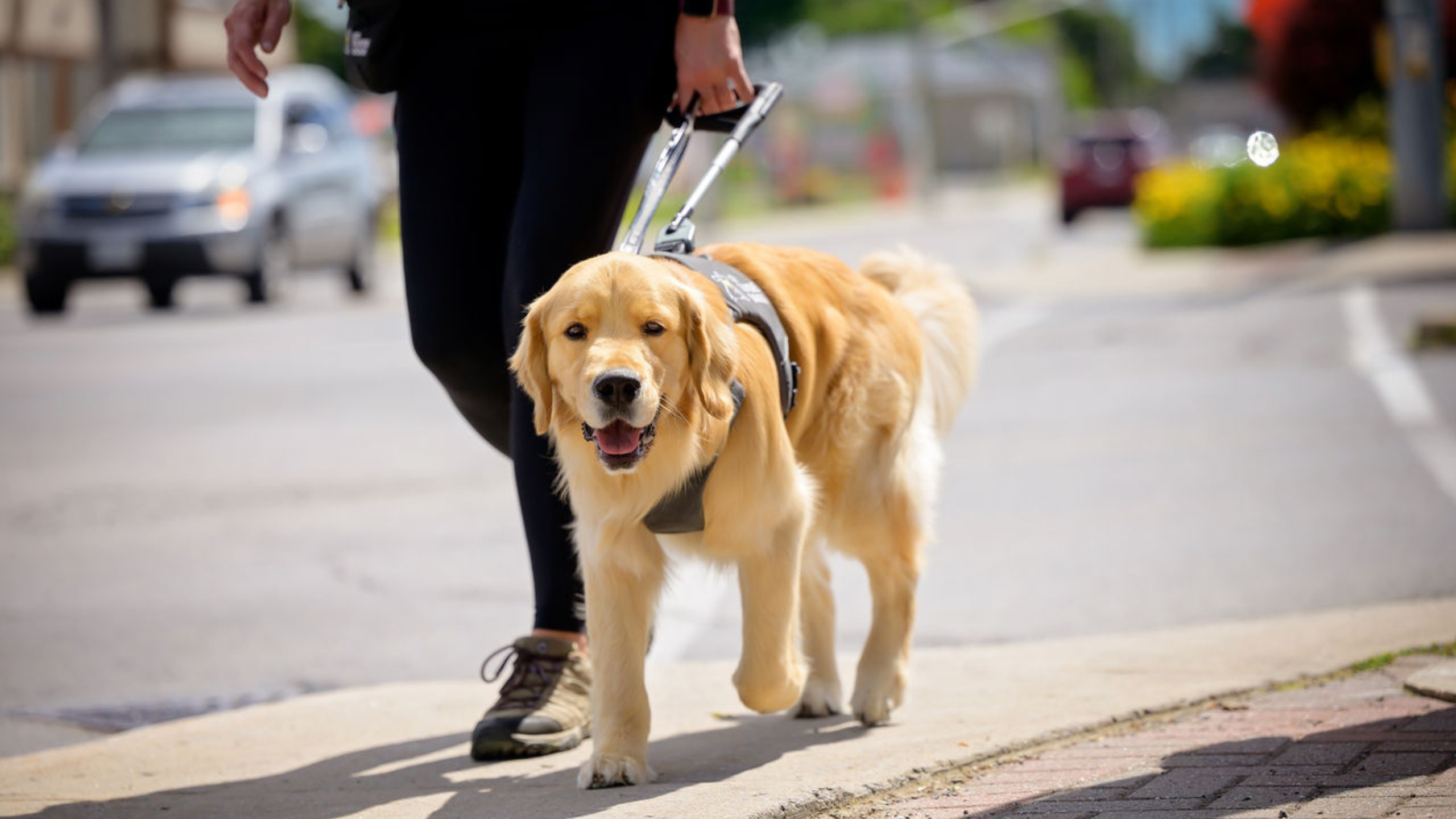 Un chien-guide de race Golden Retriever, muni d’un harnais, marche sur un trottoir en ville aux côtés de son utilisateur.