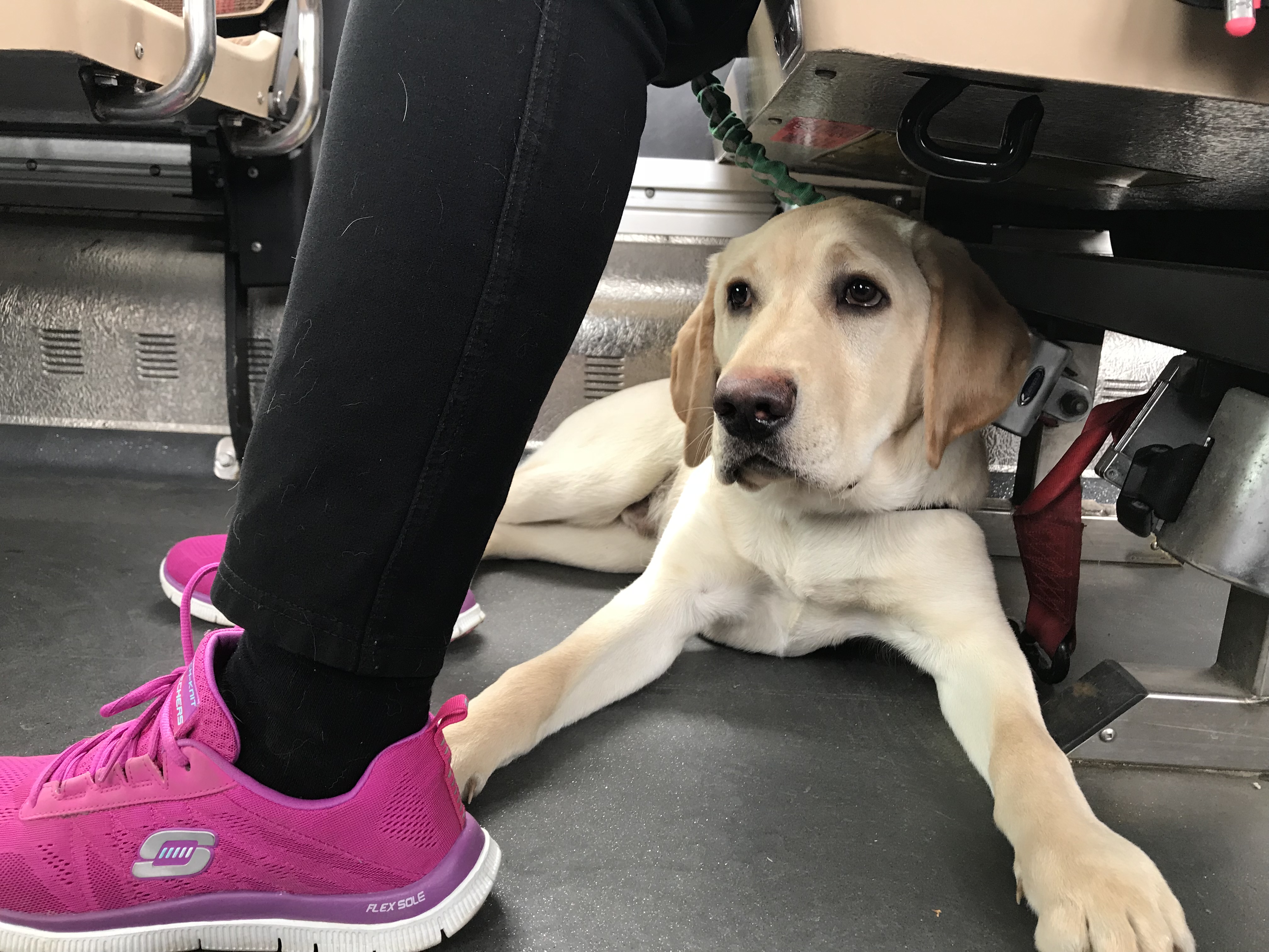 A yellow Labrador-retriever laying under his volunteer puppy raiser’s bus seat