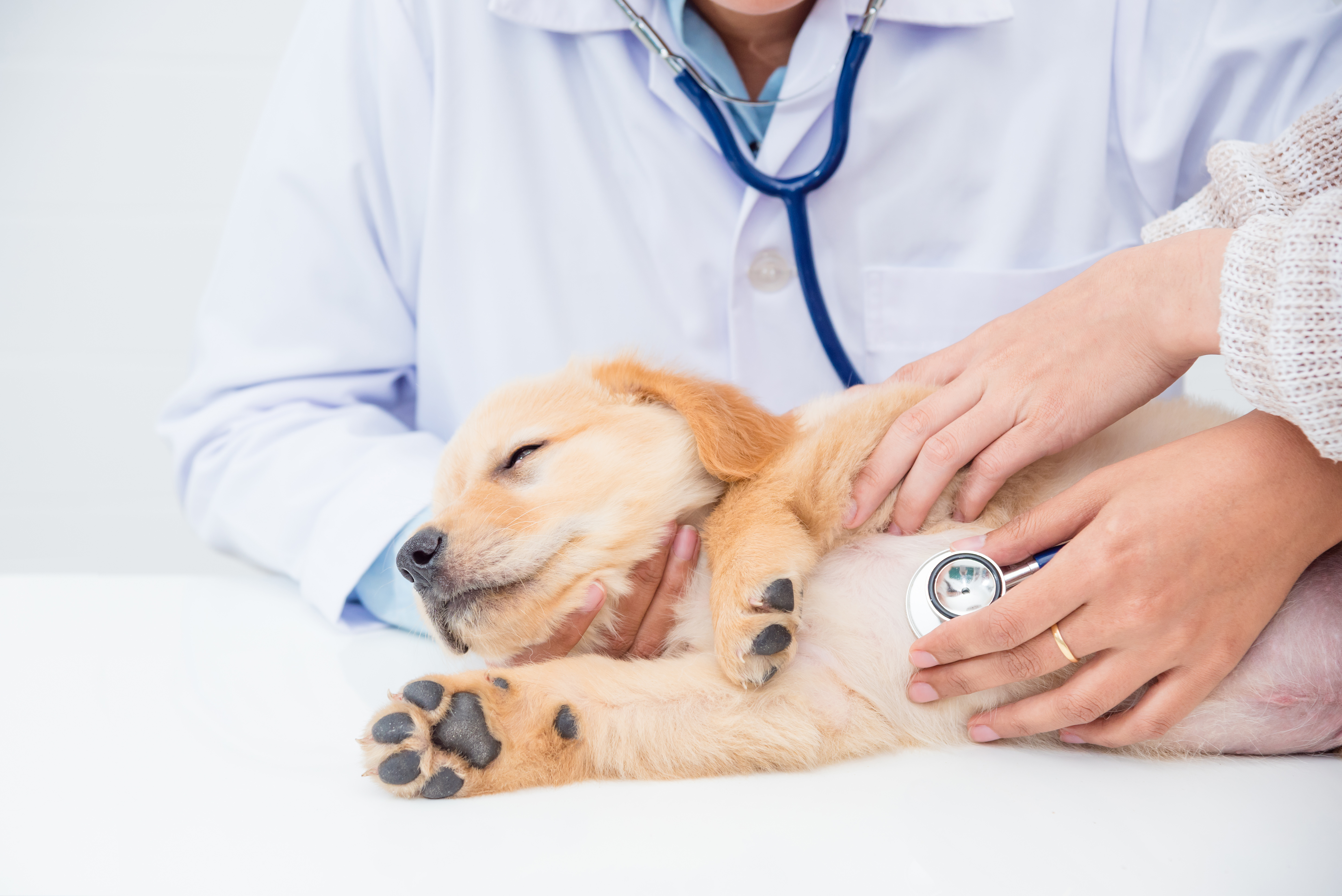 Un vétérinaire avec un stéthoscope sur la poitrine d'un golden retriever chiot, écoutant sa respiration.