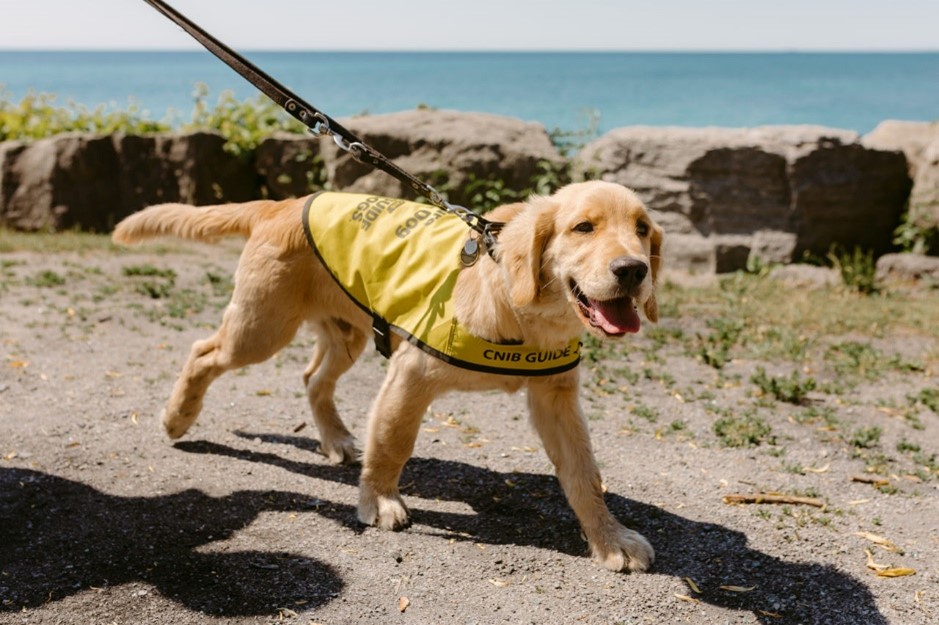 A small golden retriever puppy wearing a yellow future CNIB Guide Dog training vest walking on a leash in front of a large body of water.
