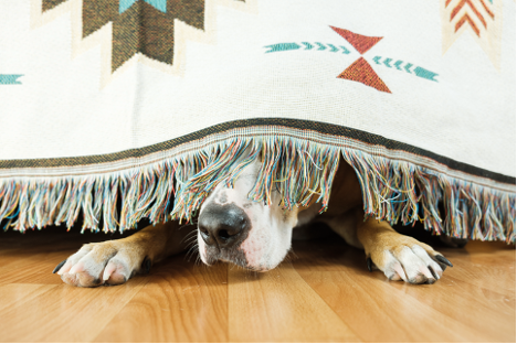  A dog hiding under a blanket on the floor peeks his nose and paws out from underneath.