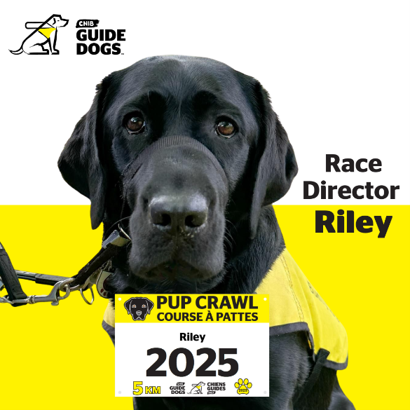 A black Labrador/golden retriever cross wearing a yellow CNIB Guide Dogs harness looks into the camera with big eyes. In front of the dog is a 2025 Pup Crawl race bib. To the right are the words “Race Director Riley” and the CNIB Guide Dogs logo appears in the top left.