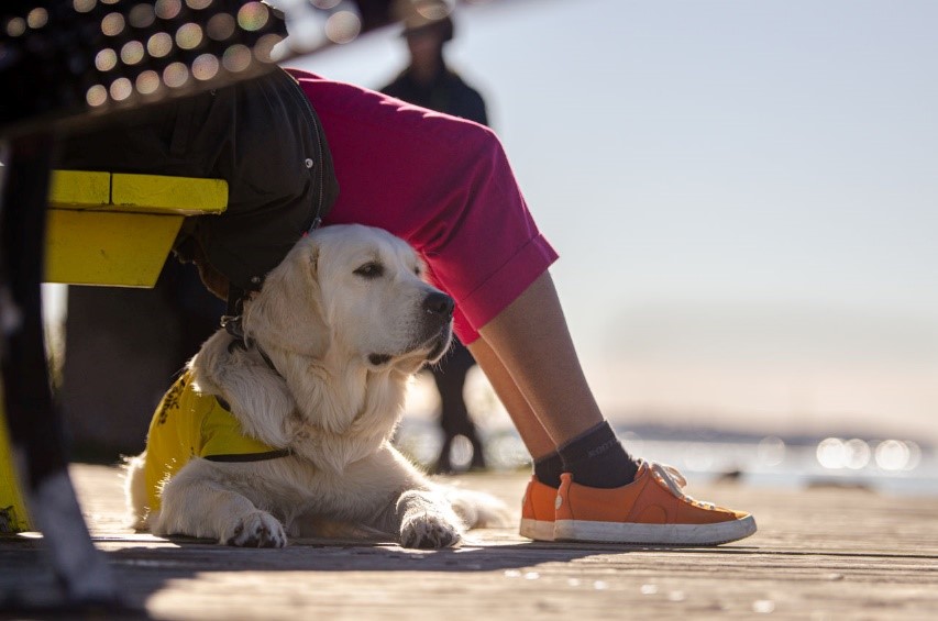 A yellow Labrador retriever wearing a yellow future CNIB Guide Dog training vest and settling under a bench and a pair of legs.