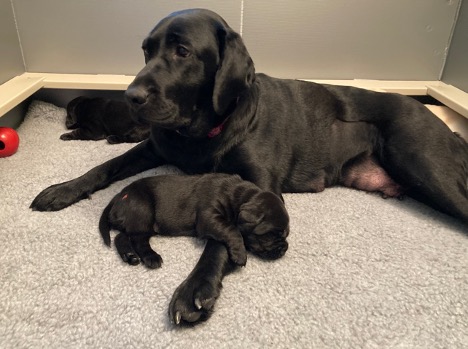 Maman Riley (un labrador noir) est assise sur un lit pour chien avec deux de ses chiots.