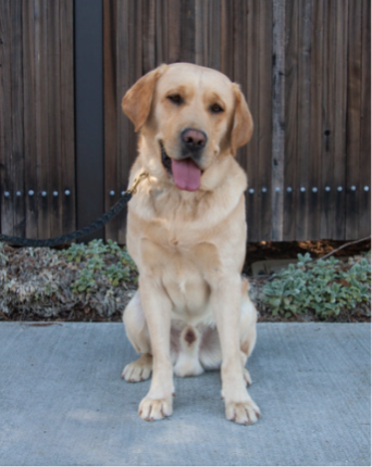 Proud papa, Eski (a yellow lab), stands outdoors near a fenced garden. Eski's tongue is hanging out. 