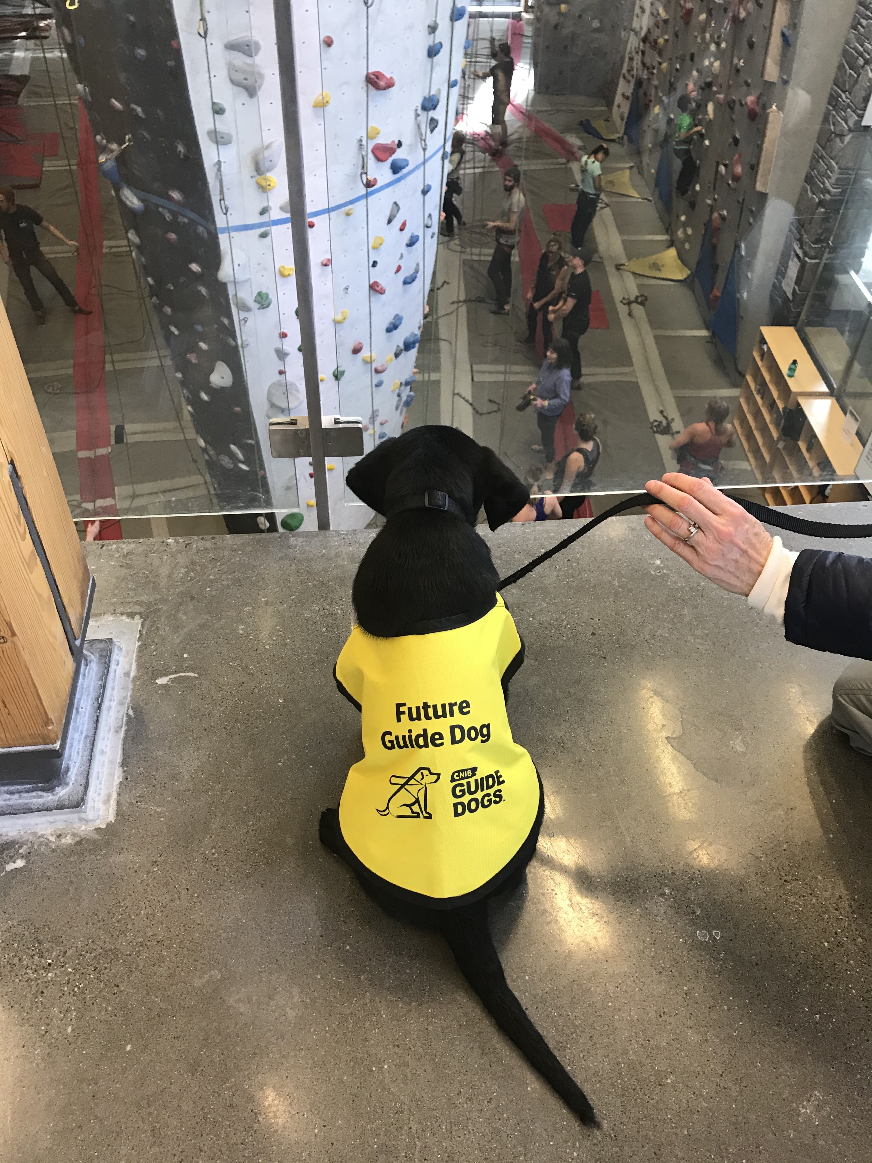 Un Labrador-Retriever noir chiot portant un gilet jaune vif de « Futur chien-guide » assis devant une balustrade en verre surplombant un site d'escalade