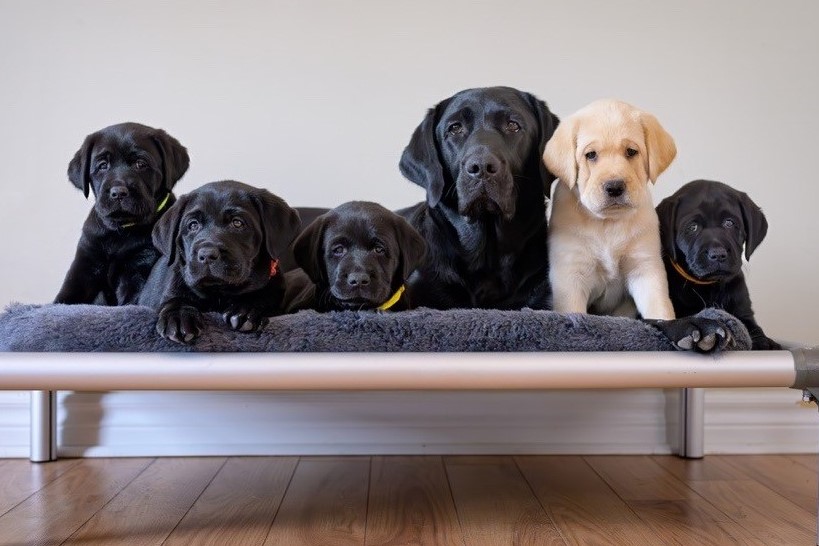 Riley, a black Labrador/golden retriever cross, lays on a dog bed with her litter of five puppies. Four puppies are black females and one is a yellow male. Each puppy wears a different coloured collar.