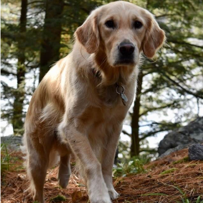 Willow, a golden retriever. 