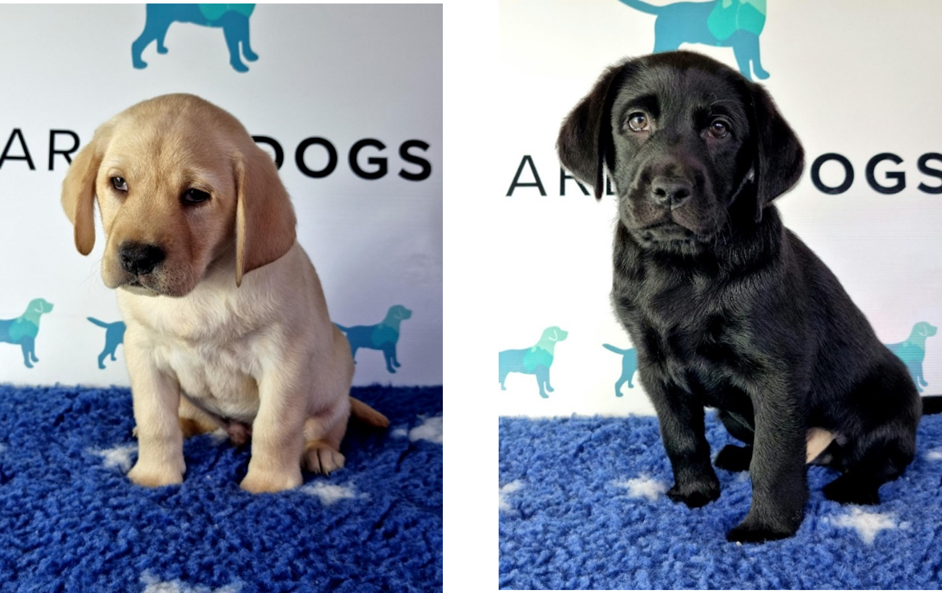 Birks (left) a yellow Labrador Retriever and Drummy (right) a black Labrador Retriever