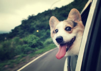 Chien ayant la tête à l’extérieur de la fenêtre de la voiture 