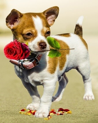 Chien avec une rose entre les dents