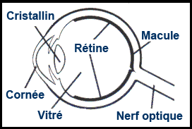 Diagramme illustrant l'oeil normal