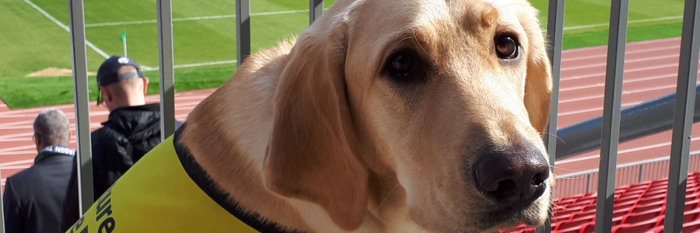 Un chien-guide vêtu d'un gilet jaune dans un stade.