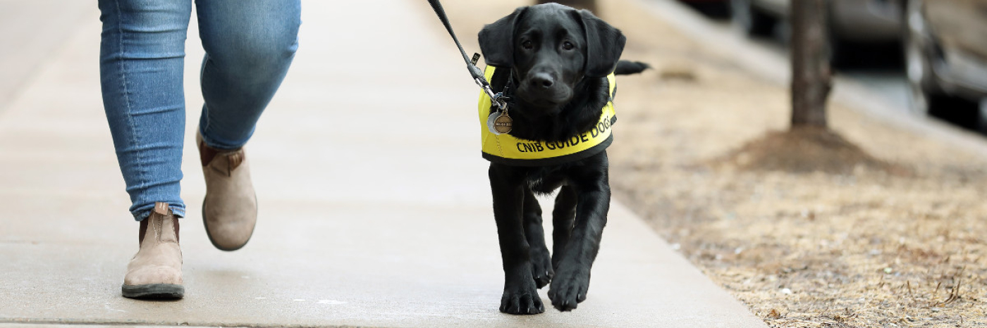 Un chiot en entrainement, prenant une marche en laisse avec une femme. 