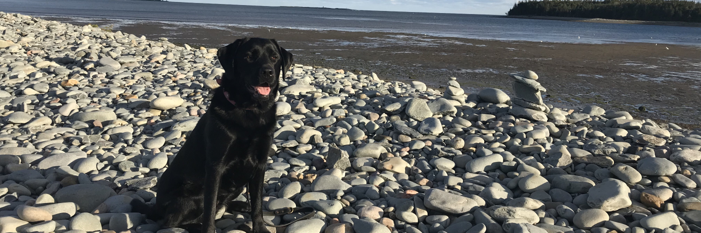 Hope, une Labrador-Retriever noire, assise sur une plage de galets face à l’océan.