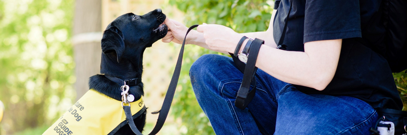 Un chiot Labrador-Retriever noir portant une veste de futur chien-guide s'assoit pour son dresseur et est récompensé par une friandise.