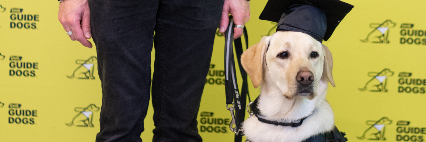 Un Labrador-Retriever blond, chien-guide d’INCA, portant un harnais et une toque de diplômé, assiste à sa remise de diplôme. On voit la main de son propriétaire qui tient sa laisse