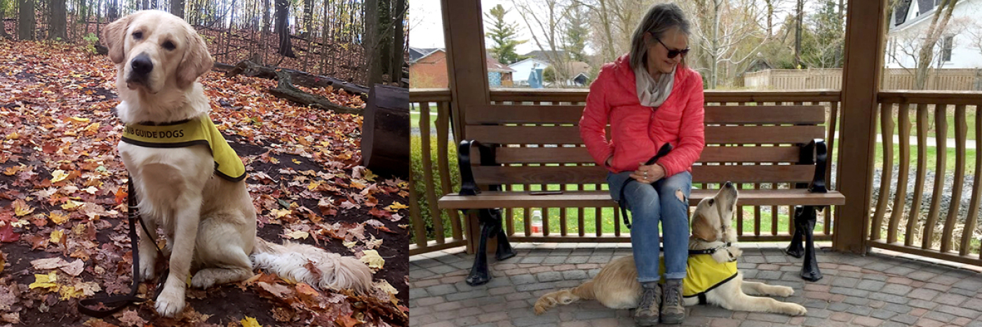 Flanders portant sa veste de futur chien-guide d'INCA et assis dans les feuilles d'automne qui jonchent le sol; Claire, éleveuse de chiots, assise sur un banc dans un gazebo, Flanders couché sous elle, la tête levée vers elle. 
