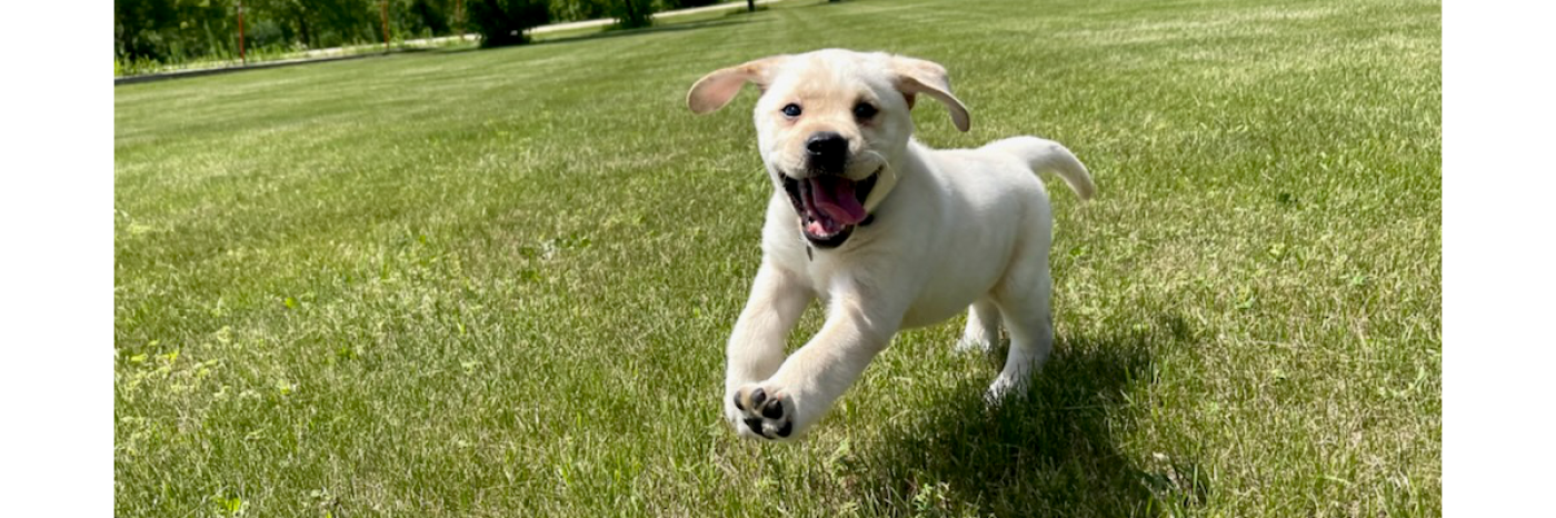 Un tout jeune golden retriever joue dans un parc en herbe. Il saute dans la pelouse en remuant la langue.