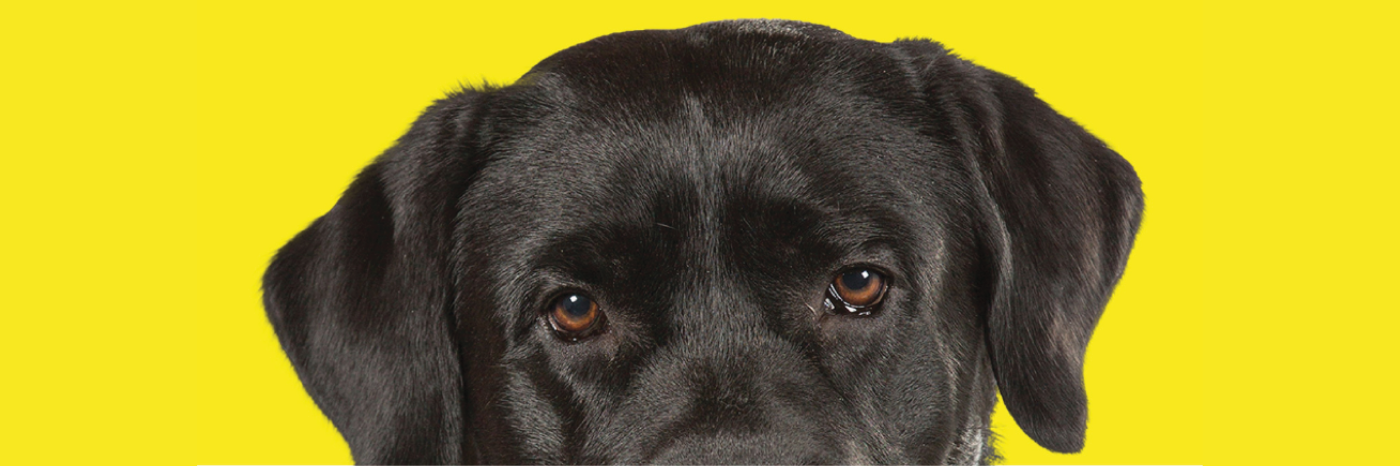 Le haut de la tête d'un chien-guide sur fond jaune. Le chien est un labrador noir et sa tête apparaît à la moitié de la page.