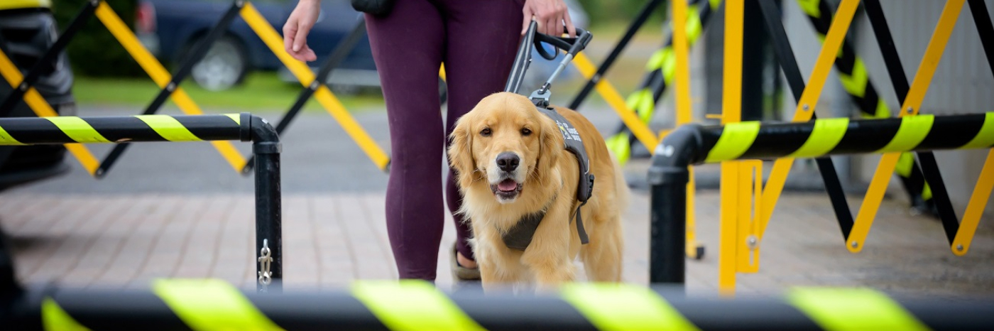 Un Golden Retriever portant un harnais de chien-guide d'INCA marche à côté d'une personne pour franchir les barrières de sécurité extérieures.