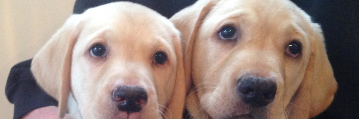 Deux chiots golden retriever