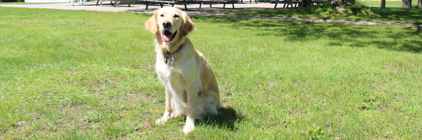 Une chienne golden retriever assise sur l’herbe.