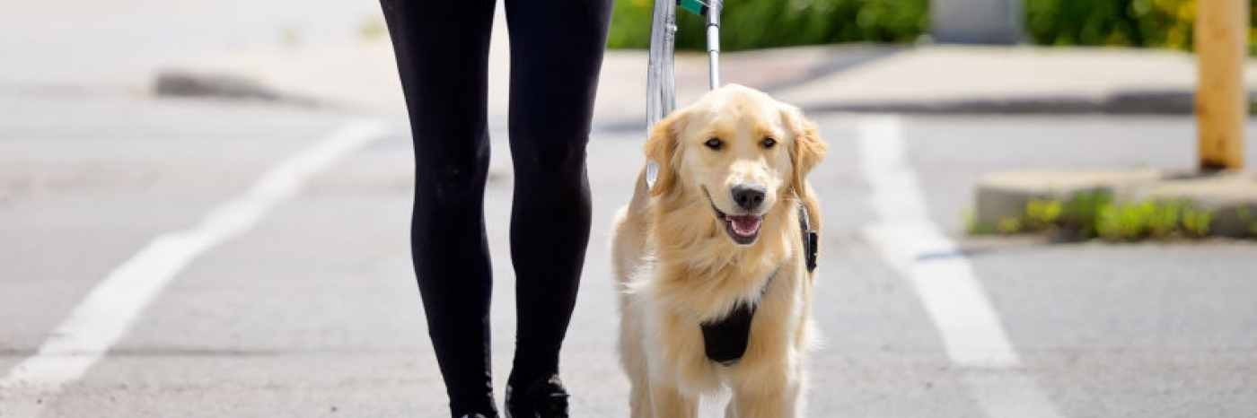 Un chien-guide au poil blond en harnais et le torse de son utilisateur. Ils sont en mouvement et traversent une intersection.
