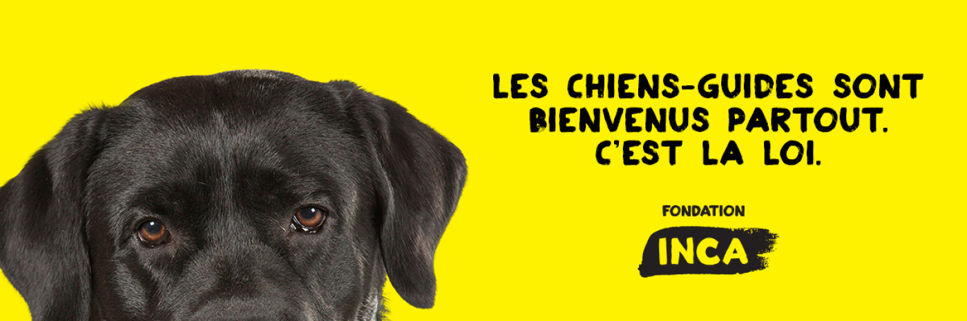 Le haut de la tête d’un chien-guide sur fond jaune. Il s’agit d’un Labrador noir, dont la tête apparaît à mi-hauteur de la page. Le texte « Les chiens-guides sont bienvenus partout. C’est la loi » apparaît à côté de la tête du chien.