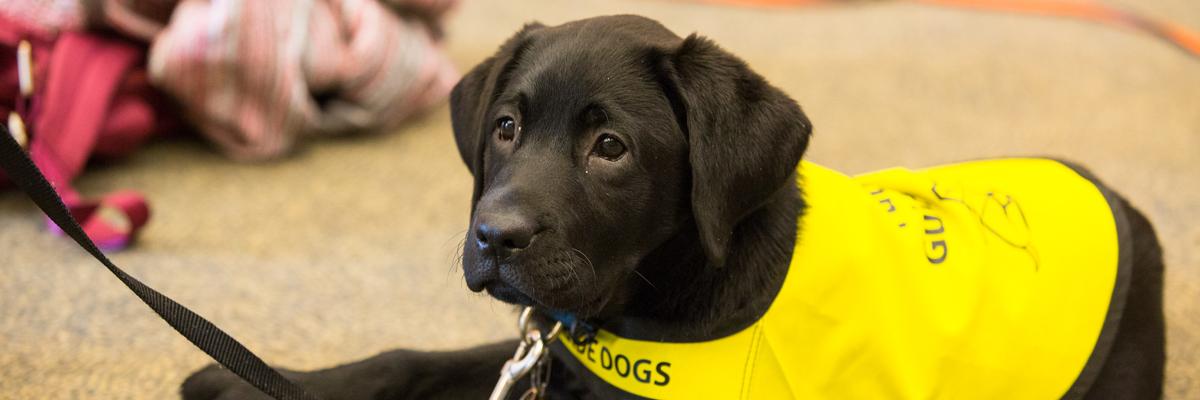 Un Labrador noir vêtu d'un gilet jaune, allongé sur le plancher.