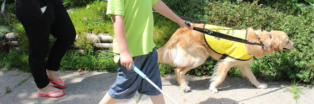 Un chien avec un dossard jaune des Chiens-guides d’INCA se promenant avec un garçon utilisant une canne blanche.