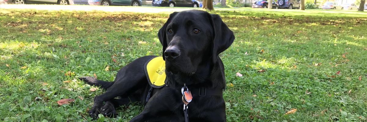 A black Guide Dog in training in a yellow vest with a chew toy.