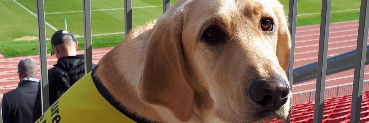 Un chien-guide vêtu d'un gilet jaune dans un stade.