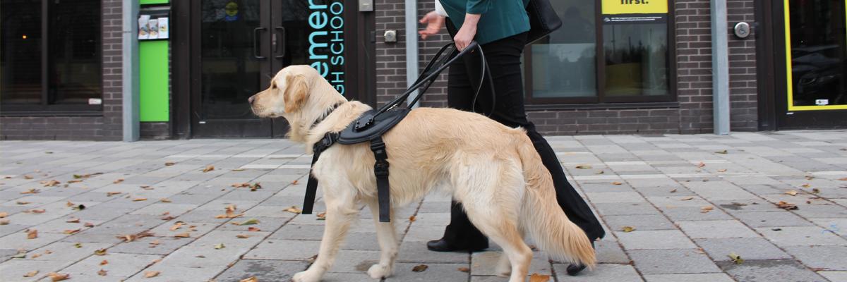  Un chien-guide jaune équipé de se son harnais noir.