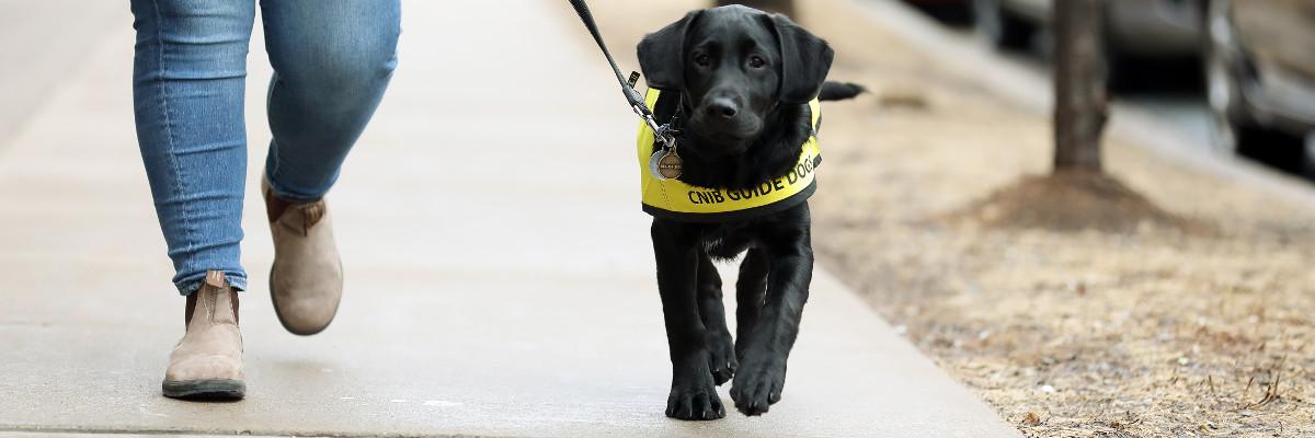 Un chiot en entrainement, prenant une marche en laisse avec une femme. 