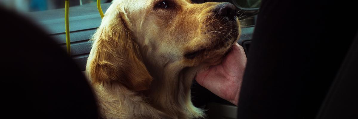 Un maître-chien qui applique la méthode TTouch pour caresser son golden retriever. Le chien-guide est assis sur le plancher d'un siège de passager de voiture entre les jambes de son maître.