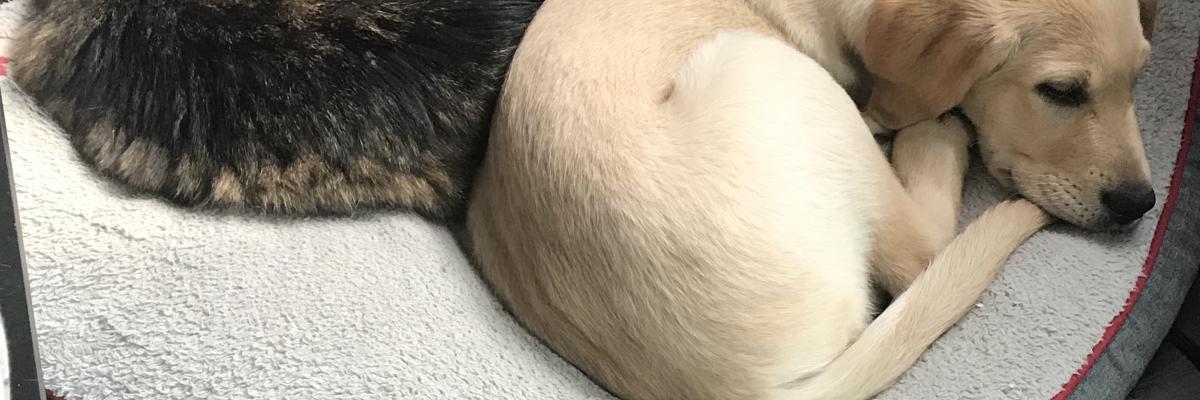 A yellow Lab puppy laying on a dog bed, back-to-back with a cat, also laying on the dog bed.