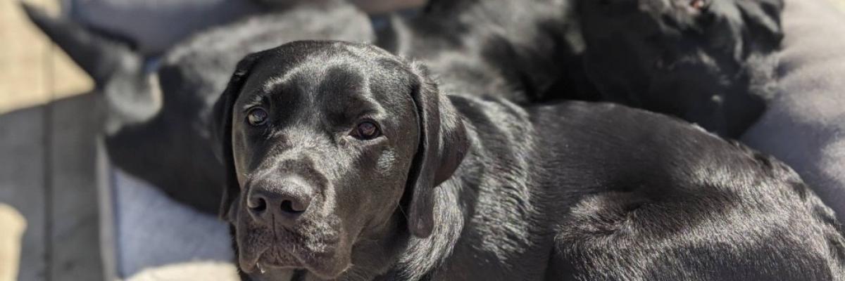 Two black Labs lay side-by-side on a dog bed, on a patio outside on a sunny day.