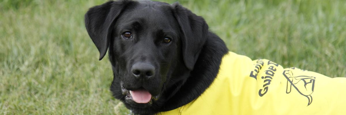 Un jeune Labrador-Retriever noir couché sur le ventre dans l'herbe, portant un gilet jaune « Futur chien-guide ».